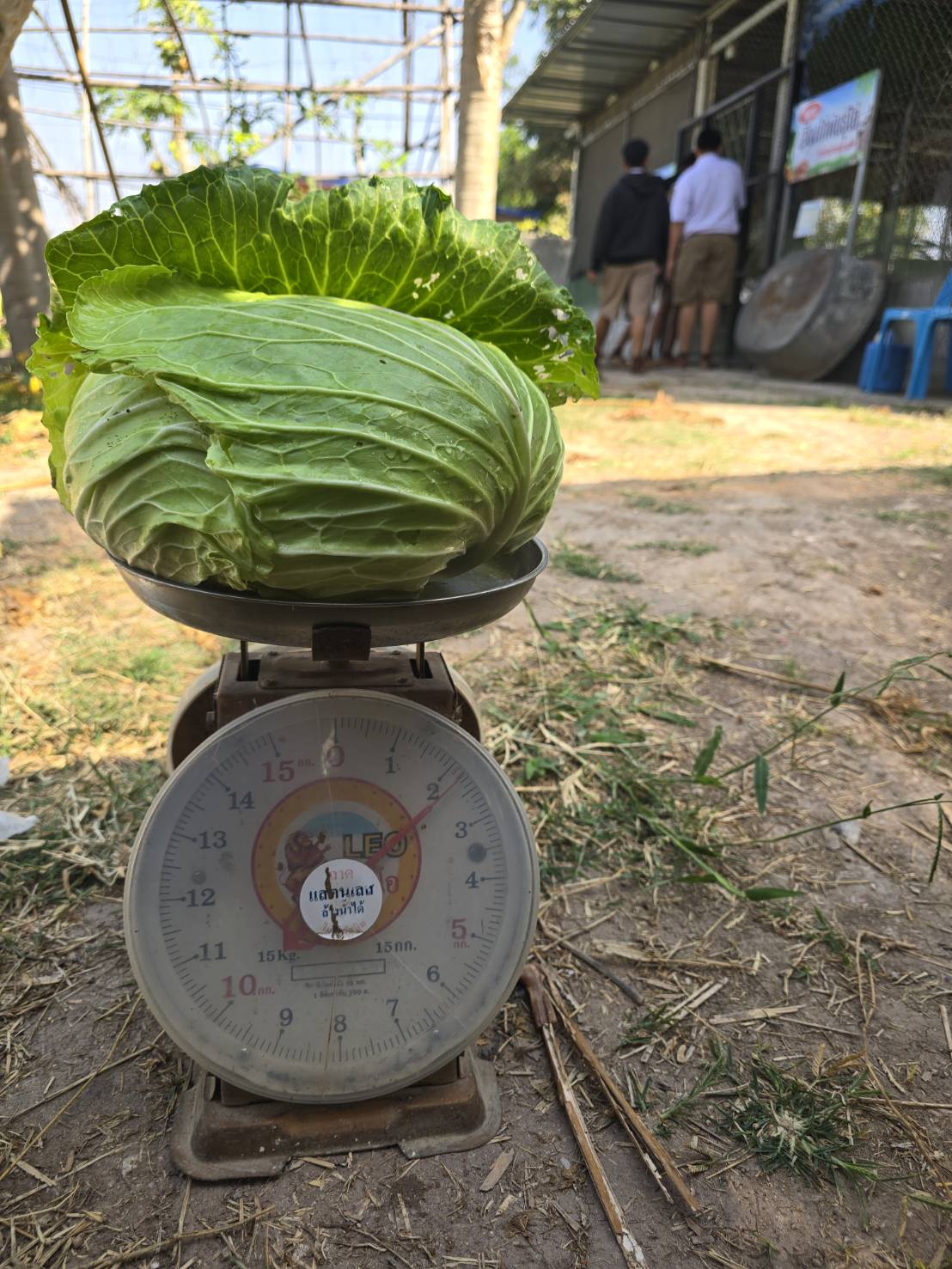 กะหล่ำปลี