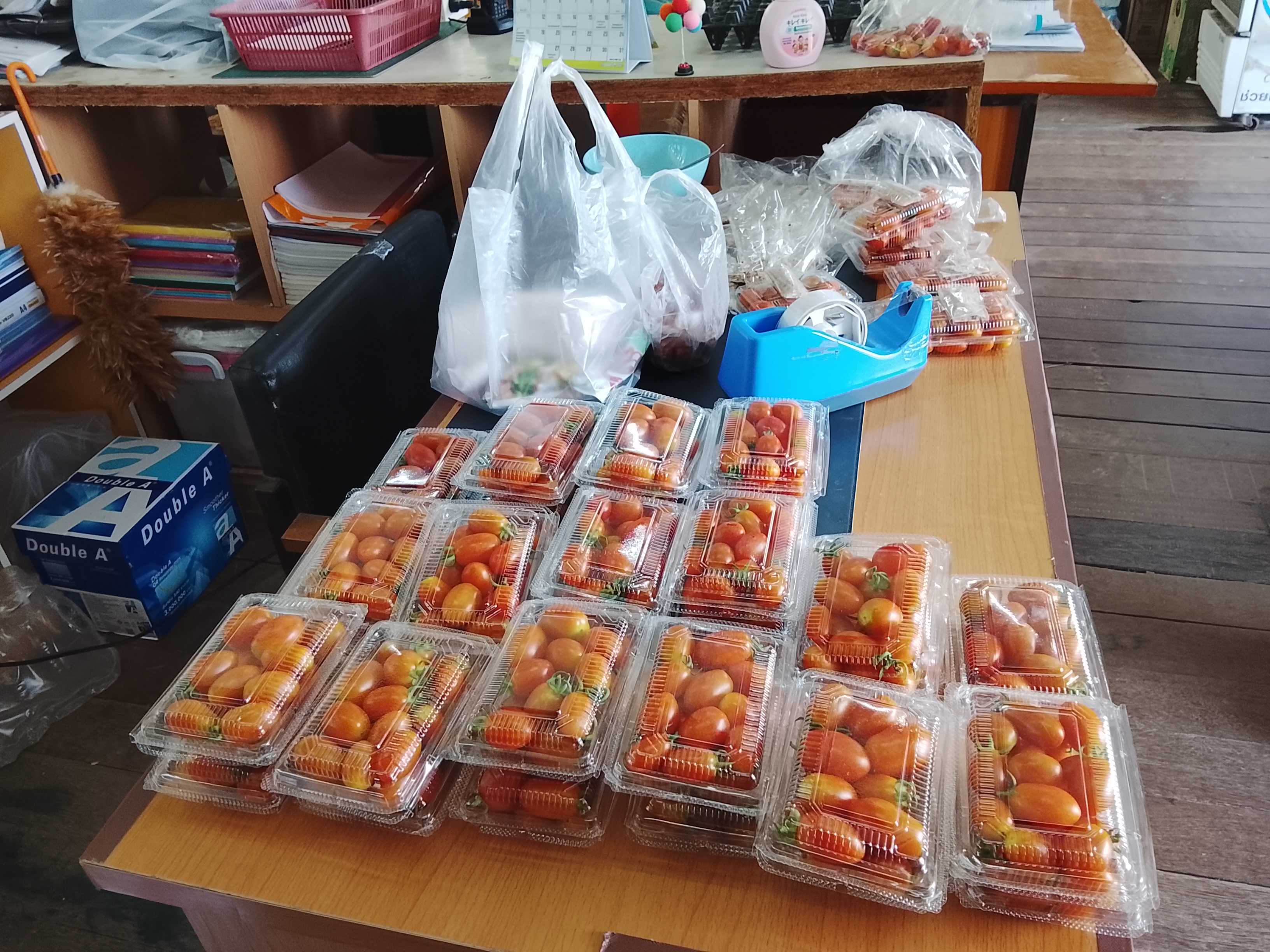 มะเขือเทศโซลาริโน่