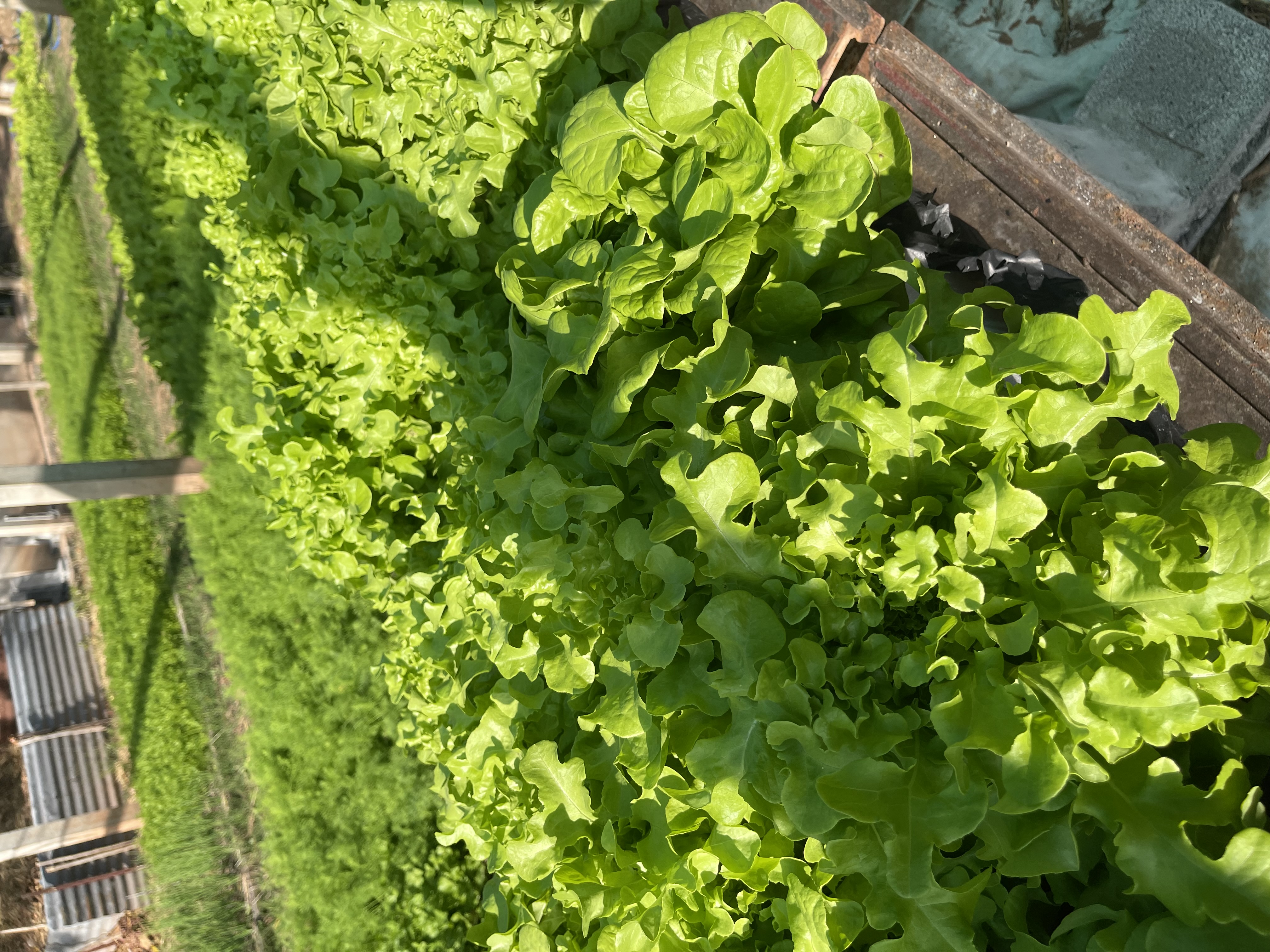 ผักสลัดโสดดดดดดด