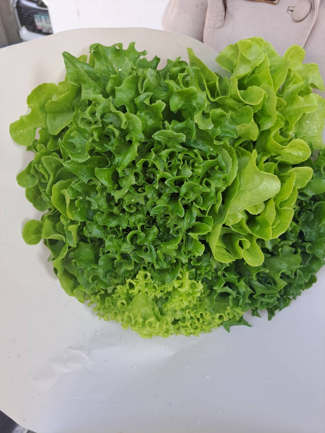 ผักสลัดออร์แกนิก